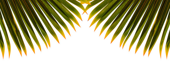 palm tree silhouette