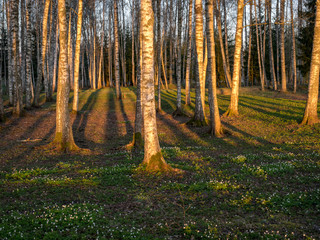 birch grove in spring, early morning, on the ground long shadows of trees, the first green grass and flowers