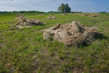 Humps of reed. Peetland. Moor. National Park Weerribben-Wieden Netherlands  Steenwijkerland. Spring. Overijssel.