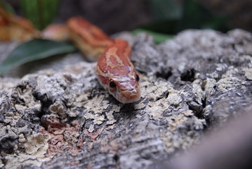 Pantherophis Guttatus