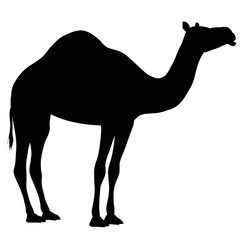 Camel illustration. Black silhouette of wild animal 