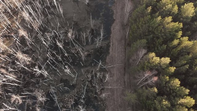 A drone flies over a flooded forest. There is a healthy forest on one side of the road, and a flooded forest with dead trees on the other side. Concept - climate change, flooding