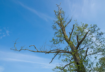 Alder tree. National Park Weerribben-Wieden Netherlands  Steenwijkerland. Spring.National Park Weerribben-Wieden Netherlands  Steenwijkerland. Spring. Overijssel.