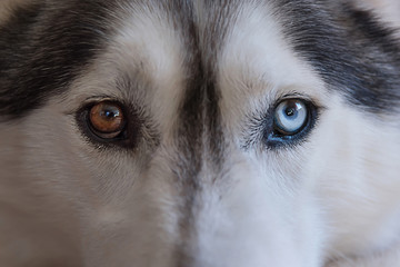 A close-up of a Husky that has different colored eyes.