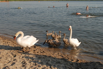 Łabędzie na kąpielisku © Dariusz Dziuda