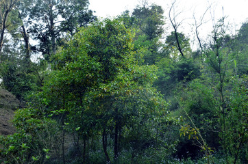 Obraz na płótnie Canvas Green Leafs Plant in Forest of Himachal Pradesh India