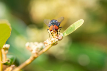 Steel-blue Bluebottle Blowfly also known as Chrysomya saffranea