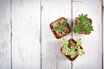 Flat lay of cactus and succulents plant on wooden white background. Indoor plant concept and natural background idea