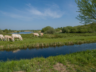 Grazing cows. Canal. National Park Weerribben-Wieden Netherlands  Steenwijkerland. Spring.