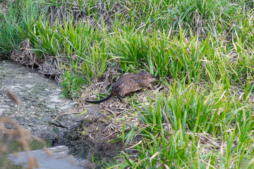 Muskrat eating grass on the river bank