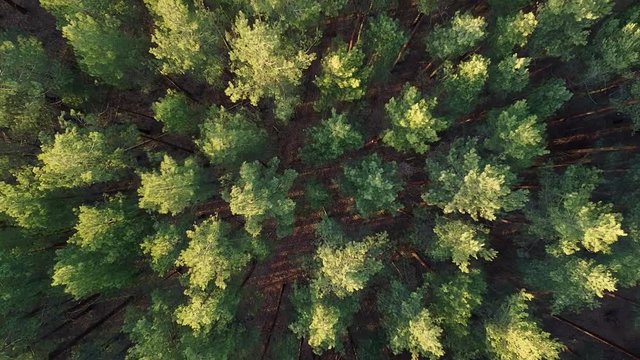 pine forest top down aerial 2.7K drone rocket shot