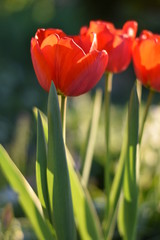 Blühende Tulpen (Tulipa)