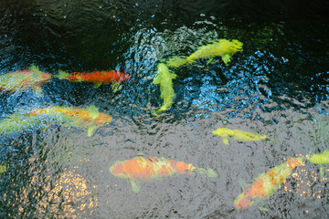 The Big Koi fish golden carps in the pond