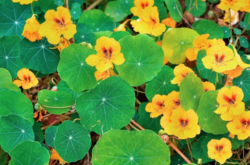 Small yellow flowers