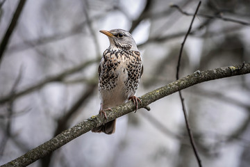 Fieldfare turdus pilaris sitting on branch of berry bush. Cute common thrush in wildlife.