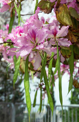 Almond tree blossom in spring closeup