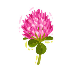 Purple Trifolium or Clover Flower Head on Green Stem with Trifoliate Leaves Vector Illustration