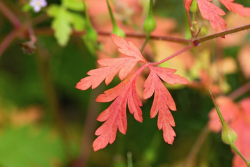beautiful red oak leaf
