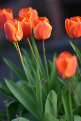 Blühende Tulpen (Tulipa)