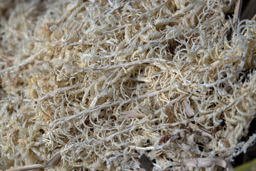 Dried moss. National Park Weerribben-Wieden Netherlands  Steenwijkerland. Spring.