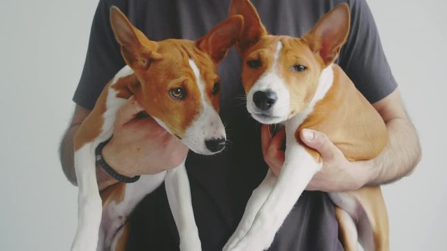 Male hands holding two cute basenji dog on white wall background.