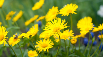 Yellow daisies. Green plants. Spring meadow