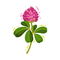 Purple Trifolium or Clover Flower Head on Green Stem with Trifoliate Leaves Vector Illustration