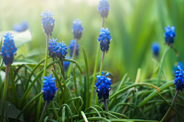 Delicate blue flowers Muscari armenian. Viper Bow.