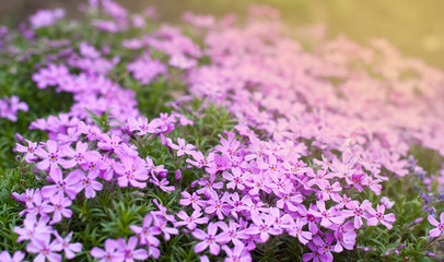Obraz premium Delicate lilac flowers Phlox. Meadow in spring