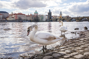 swans on charles bridge in prague