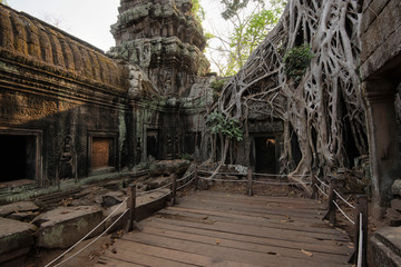 Ta Prohm Temple, Angkor Temple overgrown by massive trees after abandoned for centuries, Siem Reap, Cambodia