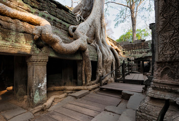 Ta Prohm Temple, Angkor Temple overgrown by massive trees after abandoned for centuries, Siem Reap, Cambodia