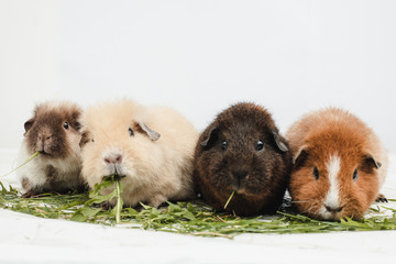 Meerschweinchengruppe