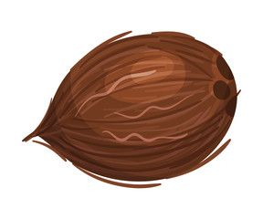Whole Coconut with Brown Fibrous Husk Vector Illustration