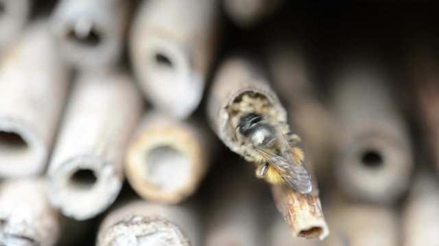Wild solitary bees (red mason bee) closing nest entrance on bug hotel bamboo stock nests.