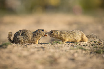 Naklejka na ściany i meble Two beautiful and cute ground squirrels. Amazing animal, quick, surprised, amusing. Natural, wildlife shot. Peaceful and warm spring afternoon.