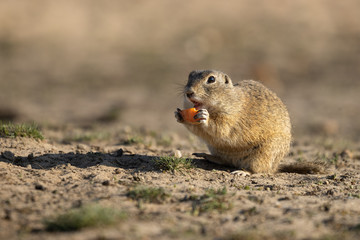 Naklejka na ściany i meble Beautiful and cute ground squirrel with carrot. Amazing animal, quick, surprised, amusing. Natural, wildlife shot. Peaceful and warm spring afternoon.