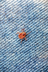 A true ixodid mite blood sucking parasite carrying the acarid disease sits on a On a white field on a hot summer day, hunting in anticipation of the victim