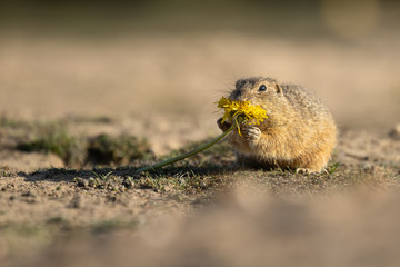 Beautiful and cute ground squirrel with dandelion.  Amazing animal, quick, surprised, amusing. Natural, wildlife shot. Peaceful and warm spring afternoon.