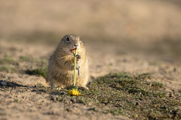 Beautiful and cute ground squirrel with dandelion.  Amazing animal, quick, surprised, amusing. Natural, wildlife shot. Peaceful and warm spring afternoon.