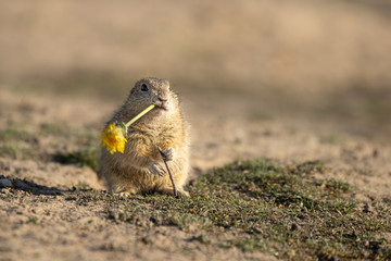 Beautiful and cute ground squirrel with dandelion.  Amazing animal, quick, surprised, amusing. Natural, wildlife shot. Peaceful and warm spring afternoon.