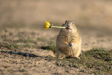 Beautiful and cute ground squirrel with dandelion.  Amazing animal, quick, surprised, amusing. Natural, wildlife shot. Peaceful and warm spring afternoon. - obrazy, fototapety, plakaty