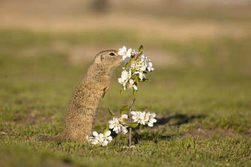 Naklejka na ściany i meble Beautiful and cute ground squirrel smelling the blossom. Amazing animal, quick, surprised, amusing. Natural, wildlife shot. Peaceful and warm spring afternoon.