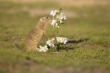 Beautiful and cute ground squirrel smelling the blossom.  Amazing animal, quick, surprised, amusing. Natural, wildlife shot. Peaceful and warm spring afternoon.