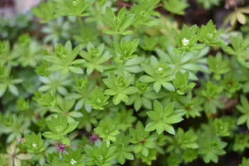 Waldmeister (Galium odoratum)