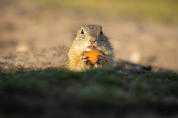 Beautiful and cute ground squirrel with carrot.  Amazing animal, quick, surprised, amusing. Natural, wildlife shot. Peaceful and warm spring afternoon.