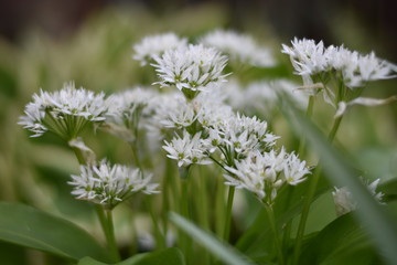 Blühender Bärlauch (Allium ursinum)