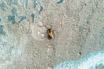 Old gray concrete wall with scuffs, horizontal orientation, top view. Bee on a concrete wall. Copy space