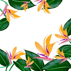FRAME OF ORANGE FLOWERS AND LEAVES OF STRELITZIA ON A WHITE BACKGROUND