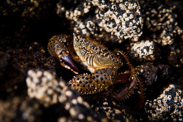 GRANCHIO CORRALEJO